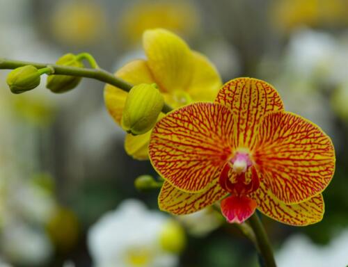 orchidee10