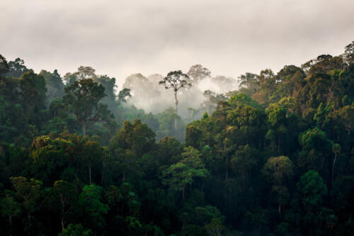 morning fog in dense tropical rainforest, kaeng krachan, thailan